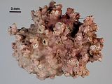 4 - Tallo in forma di rodolite
